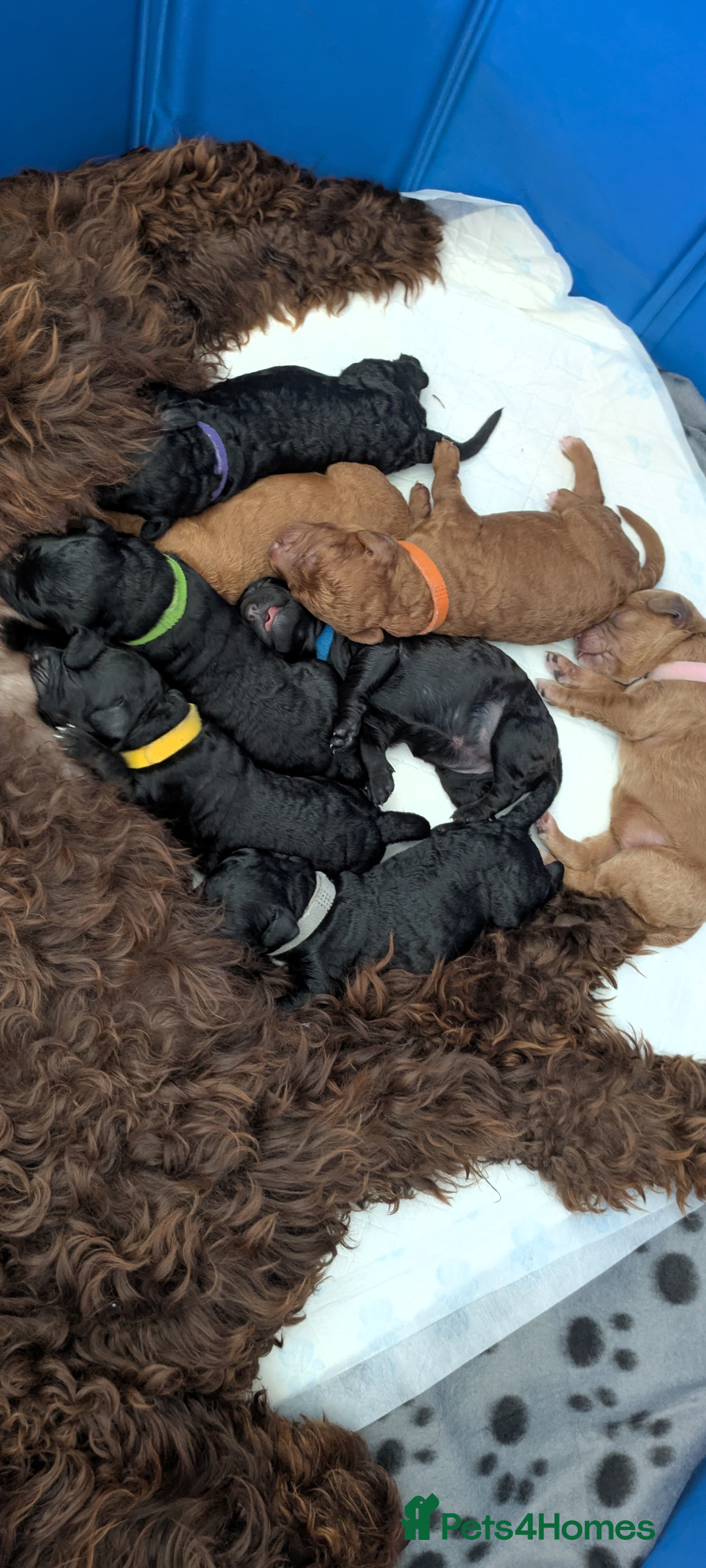 Cockapoo dogs for sale: 2 cockapoo puppies  - Image 5