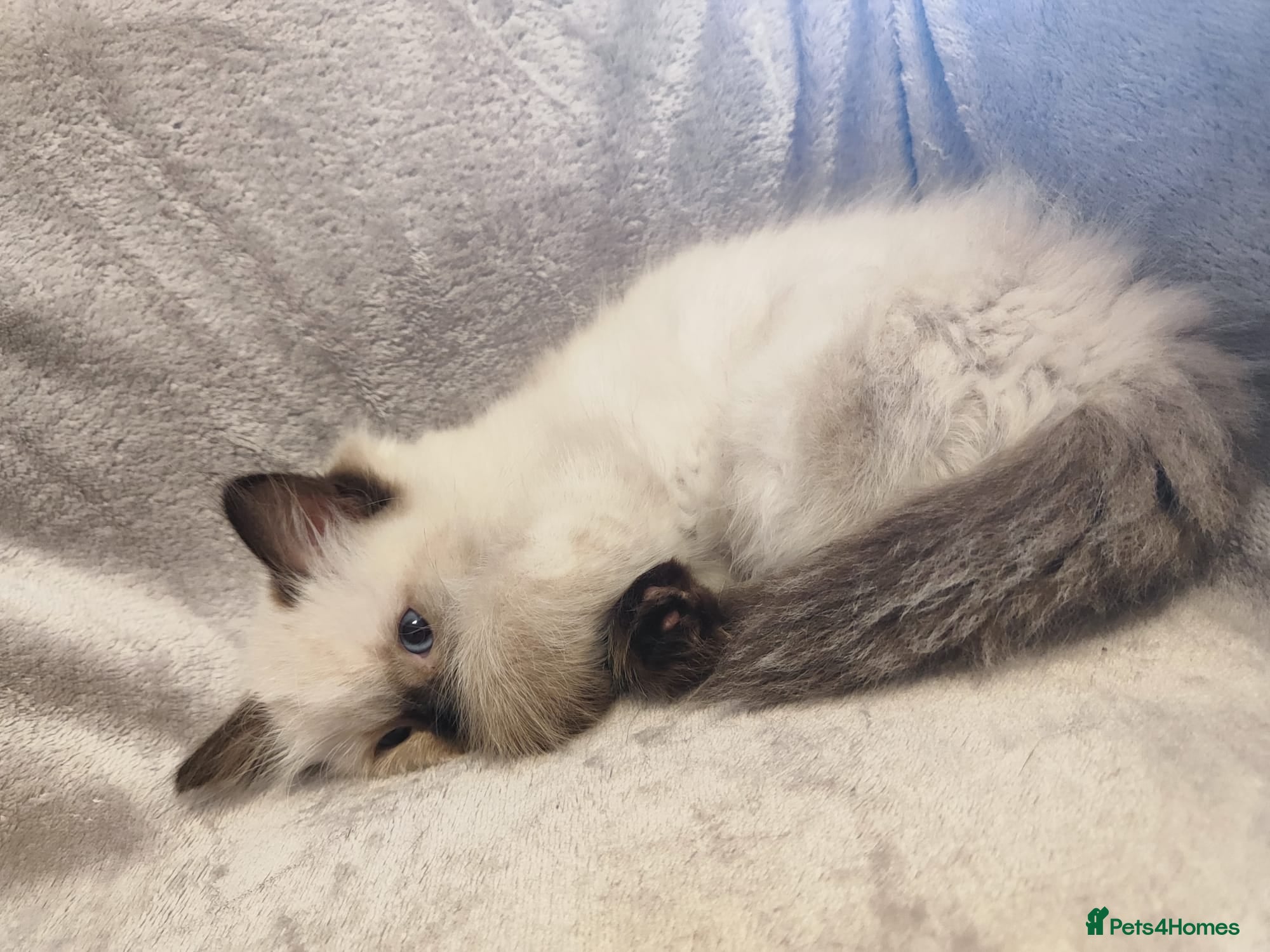 Ragdoll cats 💙Rare Seal Point Purebred Ragdoll Kitten💙  - Advert 2