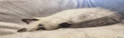Ragdoll cats for sale: 💙Rare Seal Point Purebred Ragdoll Kitten💙  - Advert 5