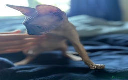 Sphynx cats for sale: female sphynx kitten - Image 2