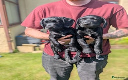 Mixed Breed dogs for sale: Cockerdale bitch  - Image 6