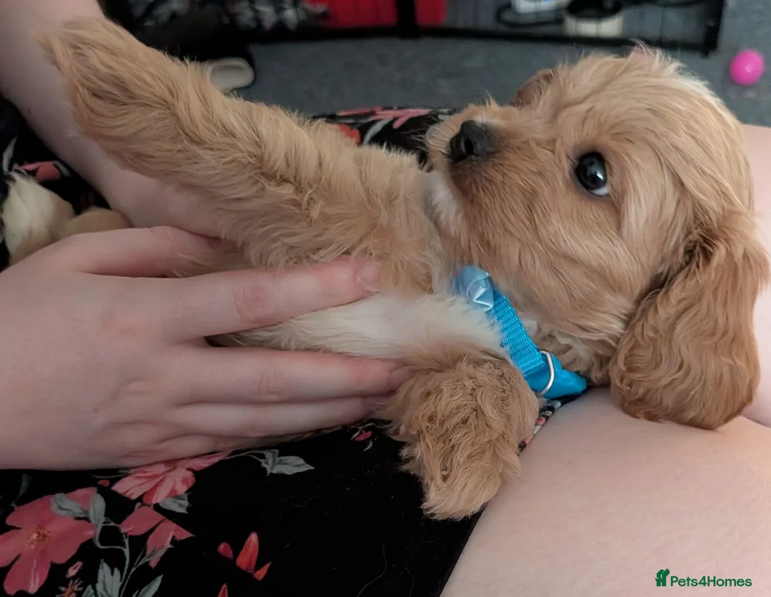 Cavapoo dogs for sale: F1B Cavapoo Puppies Health Tested KC Parents - Advert 37