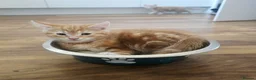 Mixed Breed cats for sale: Ready 5kittens raised with dogs and children - Advert 39