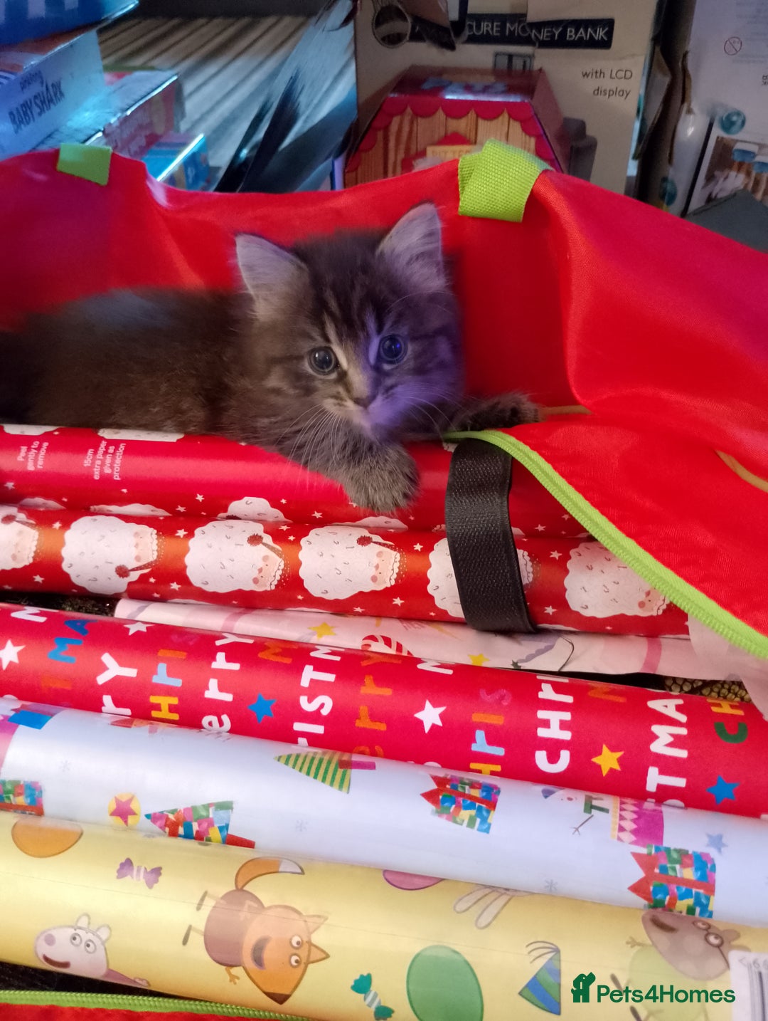 Mixed Breed cats for sale: Late Advertisment  - Advert 3