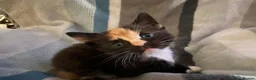 Mixed Breed cats for sale: Ragdoll mum and ginger dad  in Boston - Advert 6