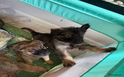 Mixed Breed dogs for sale: German shepherd x Belgian Malinois - Image 4