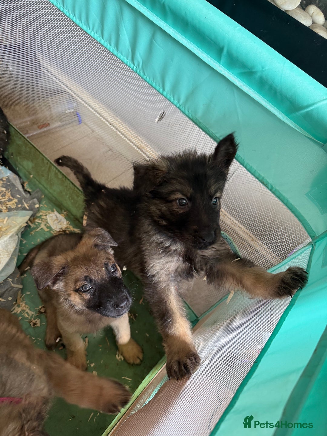 Mixed Breed dogs for sale: German shepherd x Belgian Malinois - Image 4