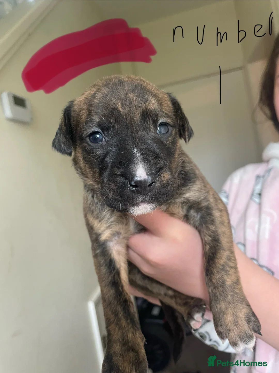 Mixed Breed dogs for sale: Puppies - Ready Soon 💙🩷 - Advert 2