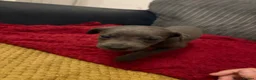 Mixed Breed dogs for sale: Beautiful mixed breed puppies - Advert 17