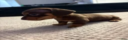 Miniature Dachshund dogs for sale: 3 beautiful dachshund pups  - Advert 10