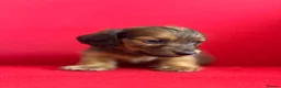 Miniature Dachshund dogs for sale: Long/smooth haired cream/Red Mini Dachshund pups - Advert 4