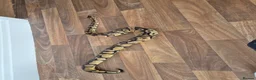 Python Snake reptiles for sale: Normal morph royal python - Advert 4