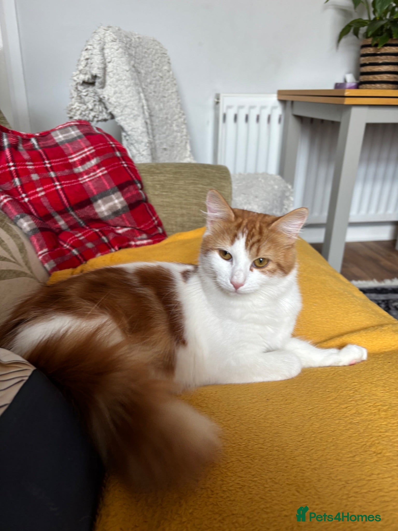 Maine Coon cats Maine coon Mix  - Advert 13