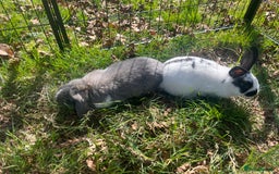 Mini Lop rabbits for sale: Adorable mini lion lop ready for her new home - Image 2