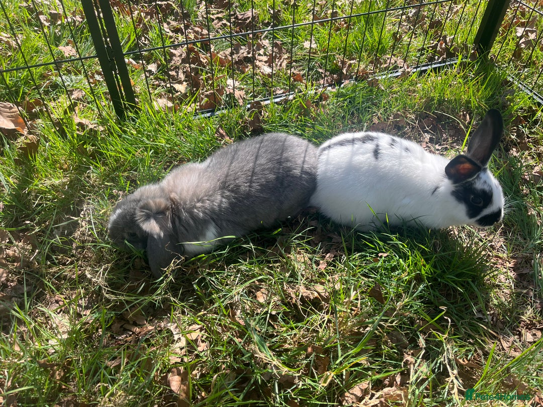 Mini Lop rabbits for sale: Adorable mini lion lop ready for her new home - Image 2