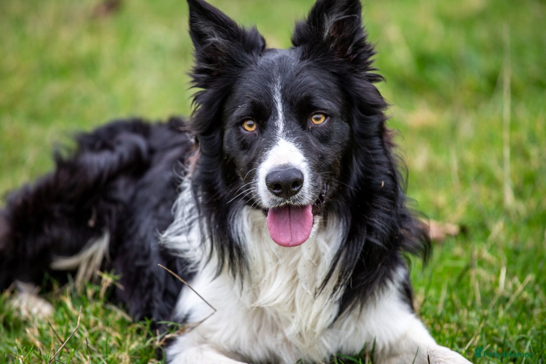 Border Collie dogs for stud: Border Collie for Stud in Malton - Image 2