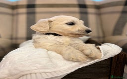 Standard Poodle dogs for stud: STUD DUTIES STANDARD POODLE  - Image 3