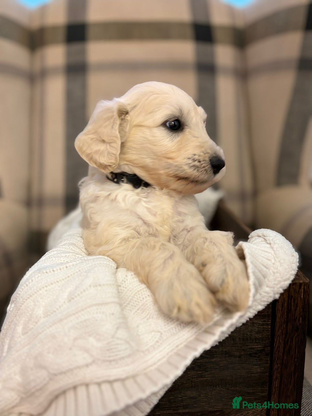 Standard Poodle dogs for stud: STUD DUTIES STANDARD POODLE  - Image 3