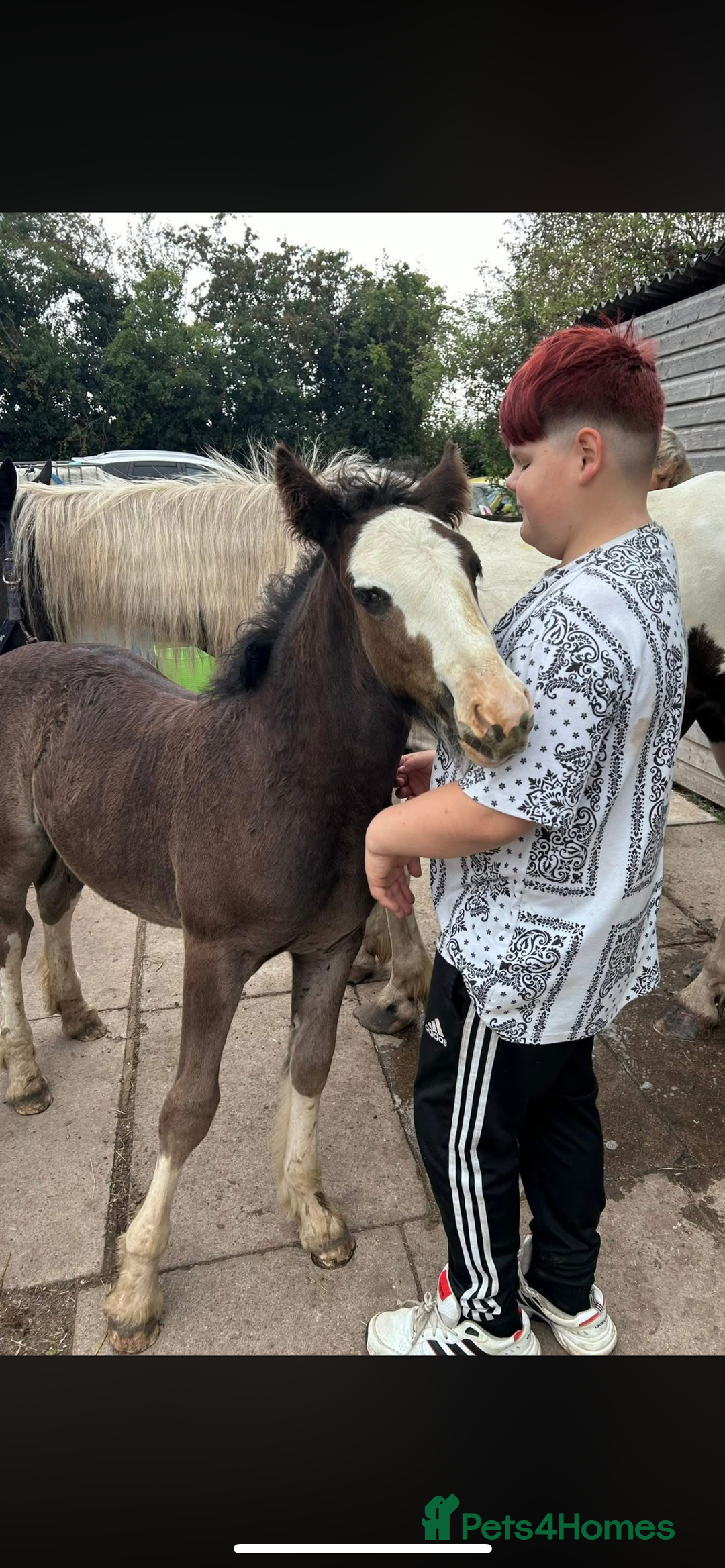 Irish Cob horses for sale: Filly for full loan or sale  - Advert 10