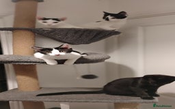 Mixed Breed cats for sale: 5 lovely kittens - Image 1