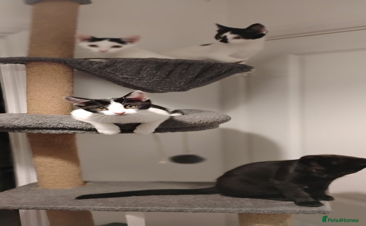 Mixed Breed cats - Advert 10
