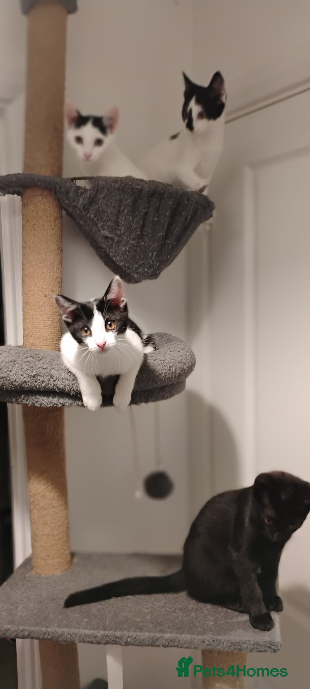 Mixed Breed cats for sale: 5 lovely kittens - Image 1