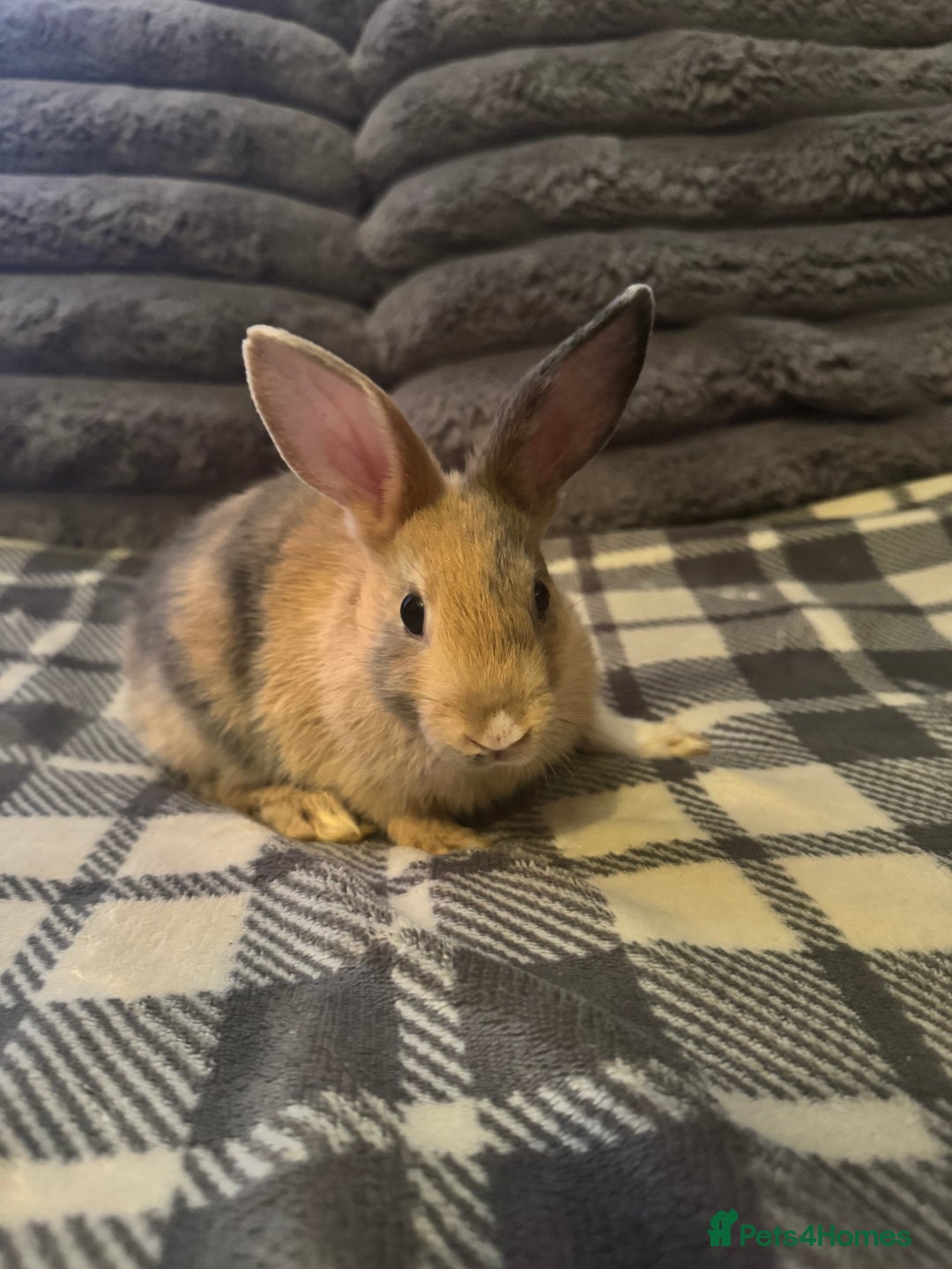 Mixed Breed rabbits for sale: Rabbits for sell. - Image 12