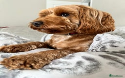 Cockapoo dogs for sale: Stunning F2 DNA health tested Cockapoo puppies  - Image 22