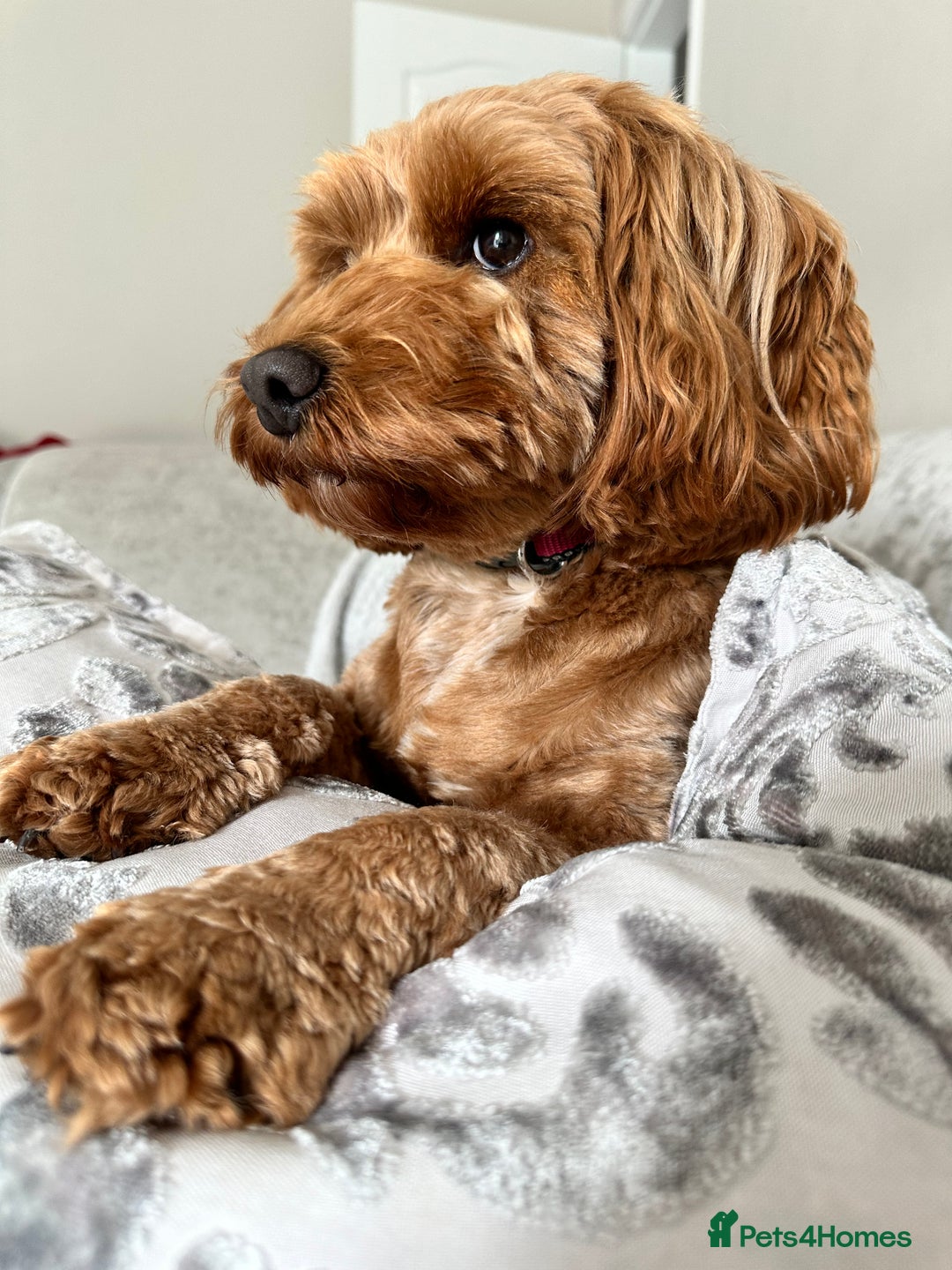 Cockapoo dogs for sale: Stunning F2 DNA health tested Cockapoo puppies  - Image 22