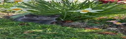 Russian Blue cats for sale: Gorgeous Russian Blue babies  - Advert 10