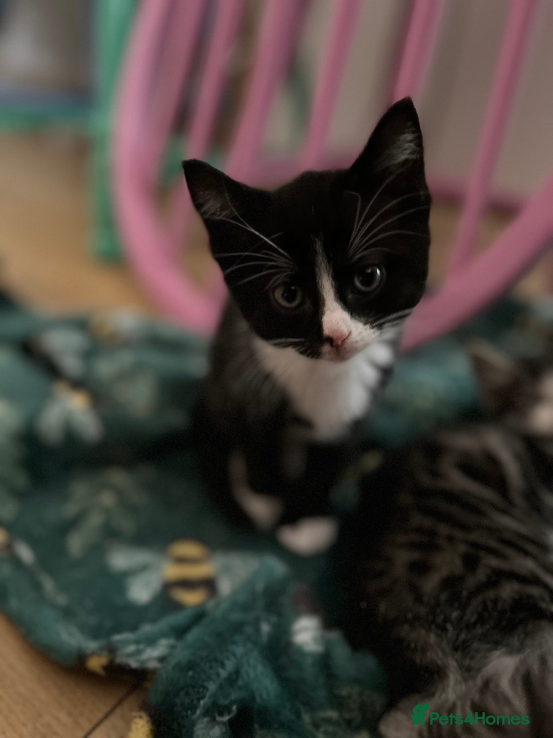 Maine Coon cats for sale: Ragcoon polydactyl kittens - Image 27