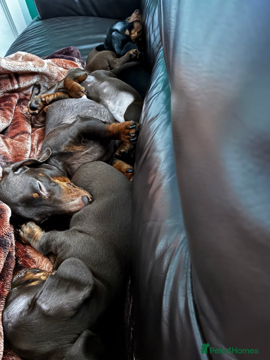 Miniature Dachshund dogs for sale: KC Miniature Dachshund puppies - Advert 13