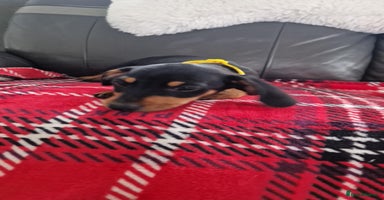 Miniature Dachshund dogs - Advert 6