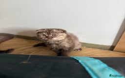 British Shorthair cats for sale: BSH x BLH Fold stunning kittens rainbow Litter - Image 8