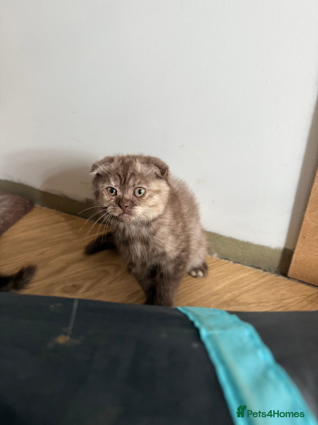 British Shorthair cats for sale: BSH x BLH Fold stunning kittens rainbow Litter - Image 8