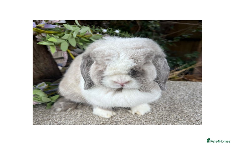 Mini Lop rabbits in Loughborough - Advert 5