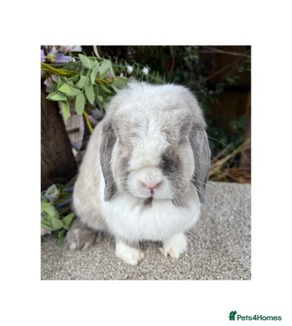 Mini Lop rabbits in Loughborough - Advert 3