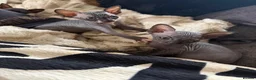 Sphynx cats for sale: 💙🩷 gorgeous sphynx baby’s 🩷💙 1 girl back up  - Advert 12
