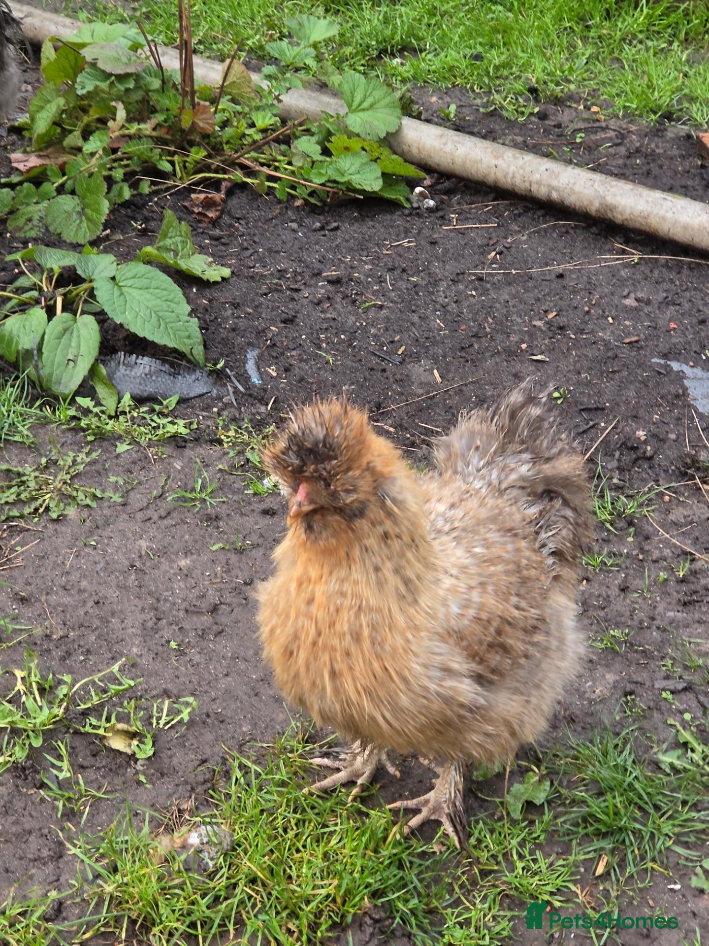 Chickens poultry for sale: 2 x silkie cockerals  - Advert 5