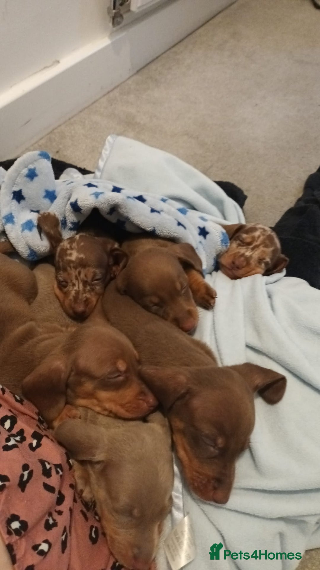 Miniature Dachshund dogs for sale: Minature short haired dachshund  - Image 8