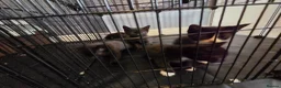 Mixed Breed cats for sale: Kittens for Sale in Bridlington - Advert 6