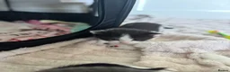 Domestic Shorthair cats for sale: 7 kittens  - Advert 20