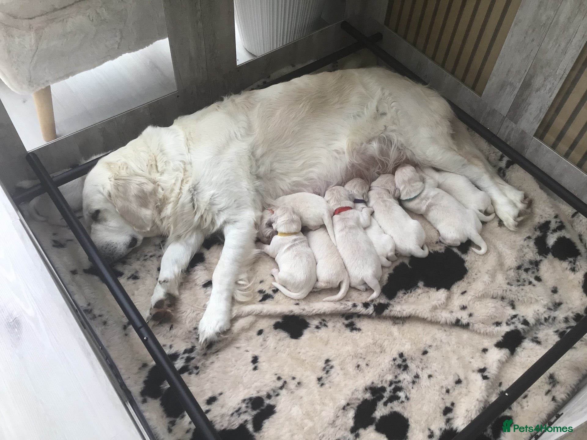 Golden Retriever dogs for sale: Beautiful KC registered golden Retriever puppies - Advert 1