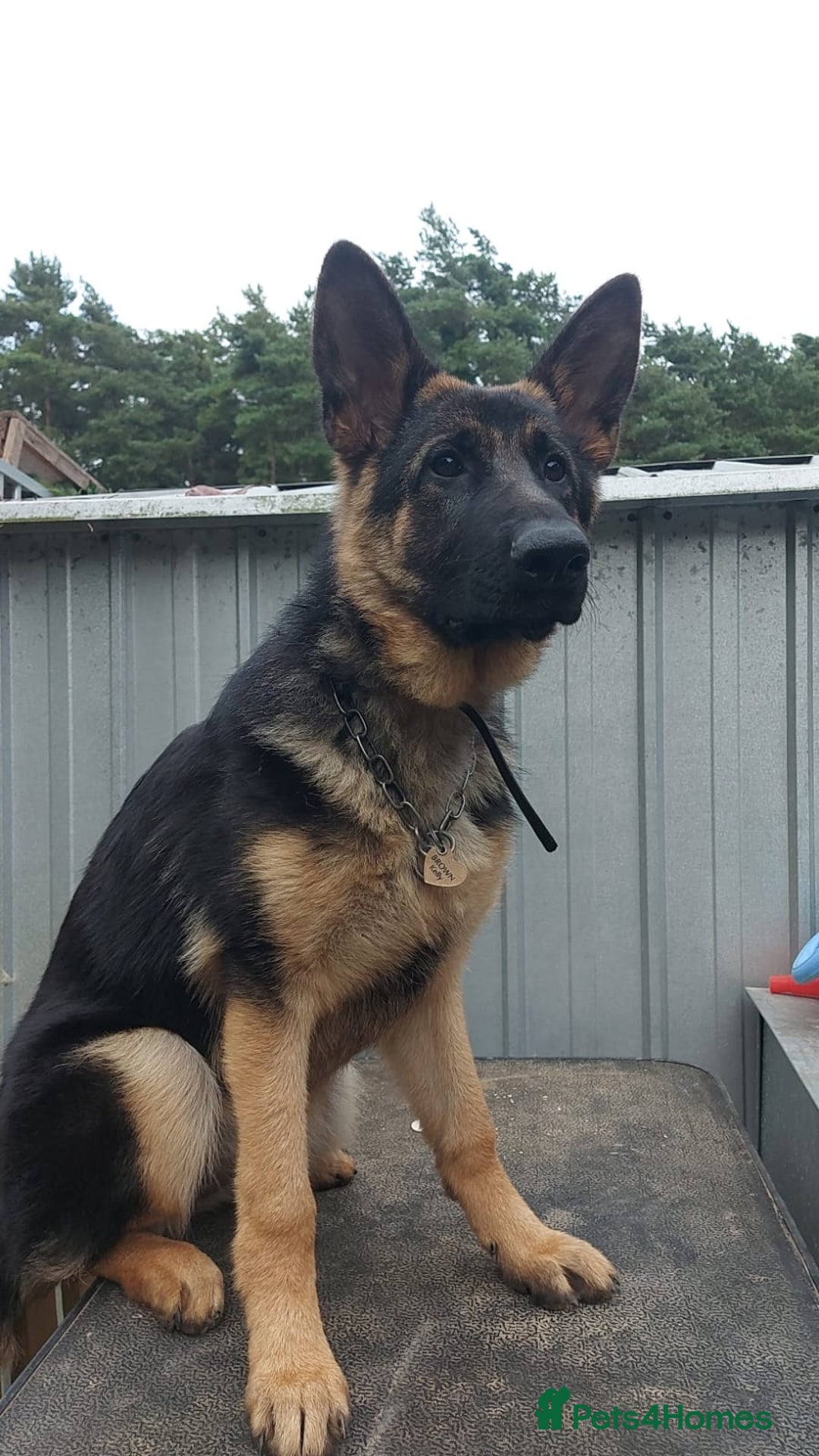 German Shepherd dogs for sale: Young German shepherd - Advert 1