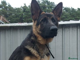 German Shepherd dogs Young German shepherd - Advert 1