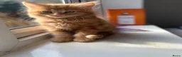 Mixed Breed cats for sale: Persian cross ginger male kittens X4! READY TO GO - Advert 14