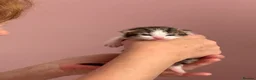 Mixed Breed cats for sale: 6 gorgeous kittens for sale - Advert 32