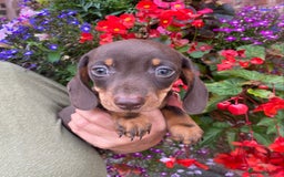 Miniature Dachshund dogs for sale: KC, PRAclear, licensed, health certificates  - Image 16
