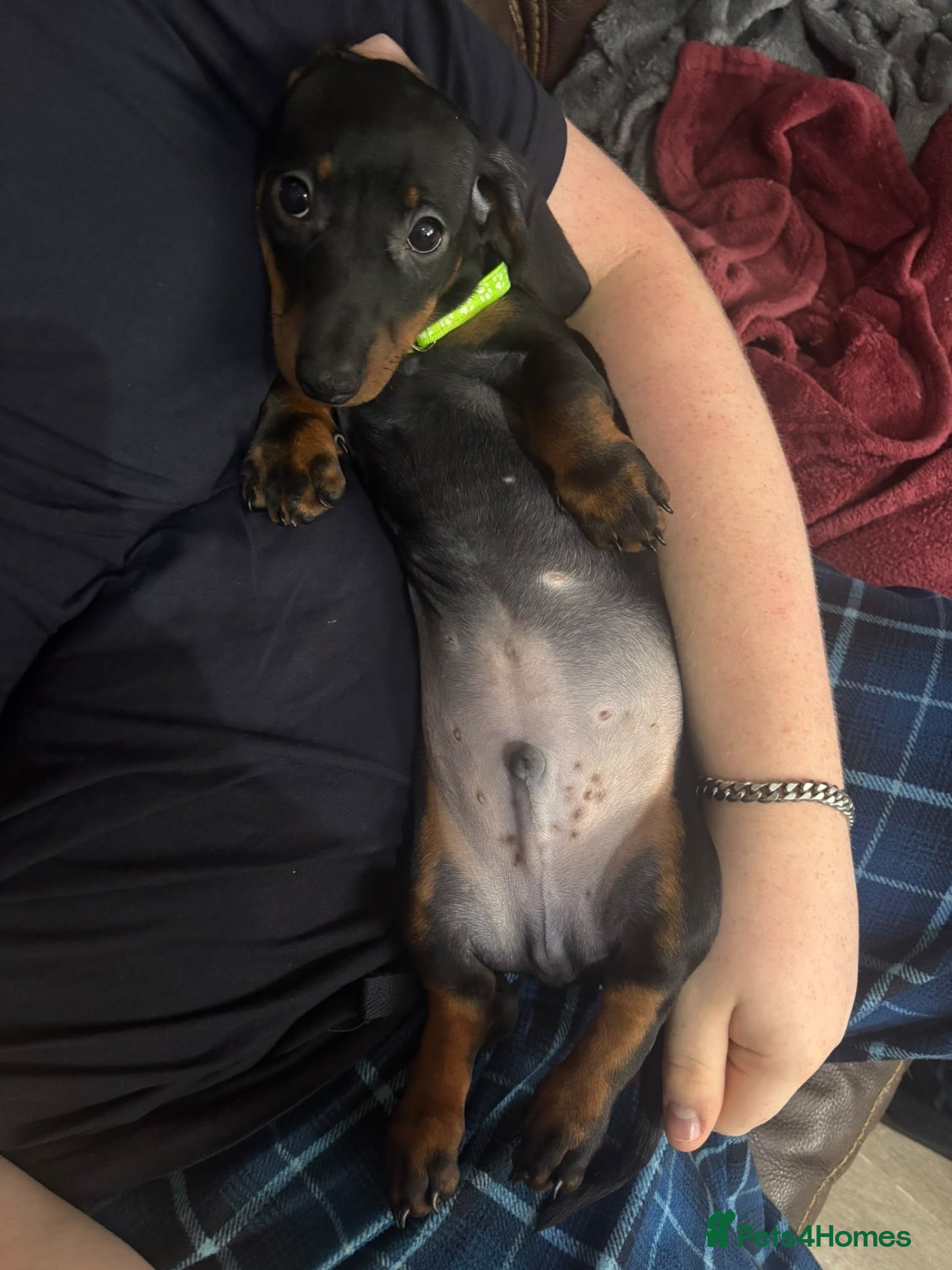 Dachshund dogs for sale: One charming little boy left!! 💚 - Advert 2