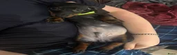 Dachshund dogs for sale: One charming little boy left!! 💚 - Advert 3